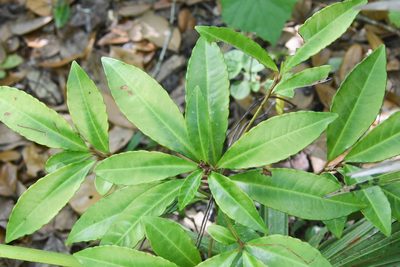 Ardisia crenata, photographed by Jay Pruett