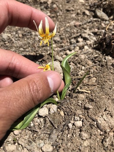 Erythronium purpurascens, photographed by Marcus Tamura