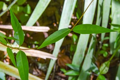 Gelsemium sempervirens, photographed by Jay Pruett