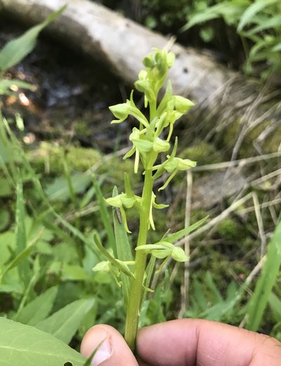 Platanthera sparsiflora, photographed by Marcus Tamura
