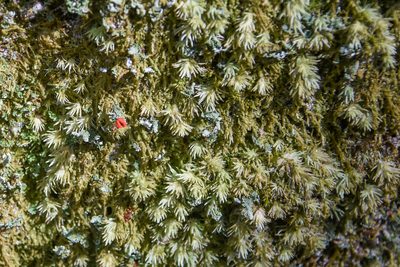 Leucobryum albidum, photographed by Jay Pruett