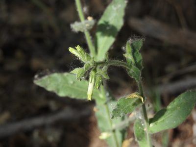 Nicotiana obtusifolia, photographed by Rachel Stringham