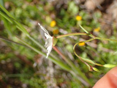 Clarkia epilobioides, photographed by George Williams
