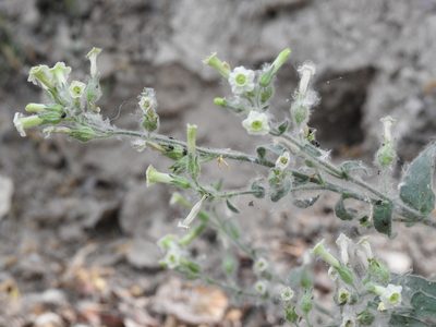 Nicotiana obtusifolia, photographed by Rachel Stringham