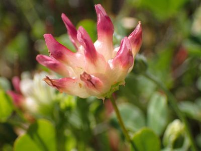 Trifolium fucatum, photographed by George Williams