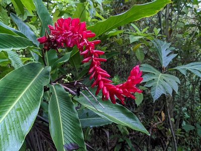 Alpinia purpurata, photographed by Attila Oláh