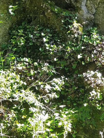 Adiantum reniforme, photographed by Vítor Jorge