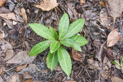 Ardisia crenata, photographed by Jay Pruett