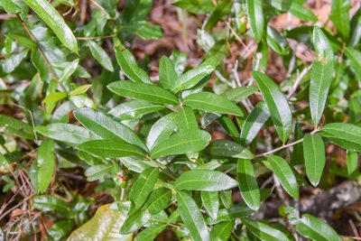 Quercus virginiana, photographed by Jay Pruett