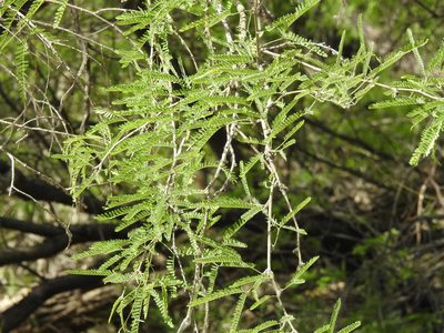 Neltuma velutina, photographed by Rachel Stringham