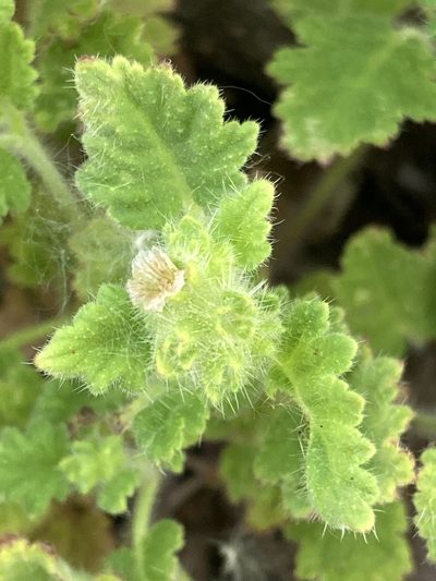 Phacelia rattanii, photographed by Adam J. Searcy