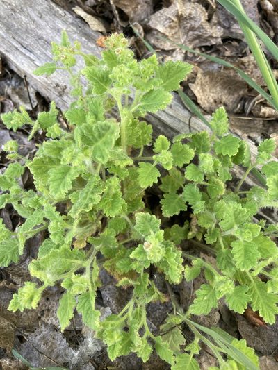 Phacelia rattanii, photographed by Adam J. Searcy
