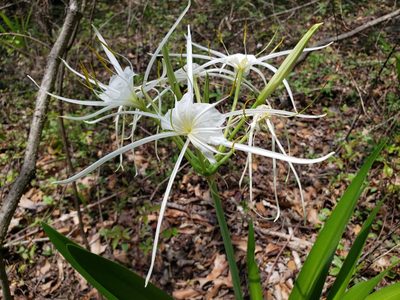 Hymenocallis liriosme, photographed by Jody Shugart
