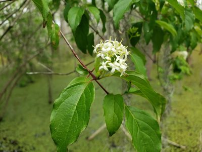 Cornus foemina, photographed by Jody Shugart