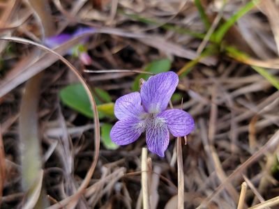 Viola sagittata, photographed by Elias