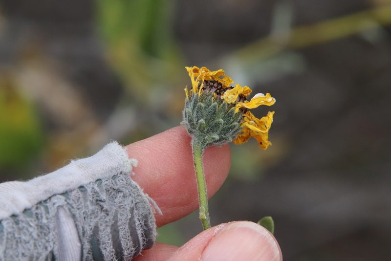 Encelia californica, photographed by Millie Basden