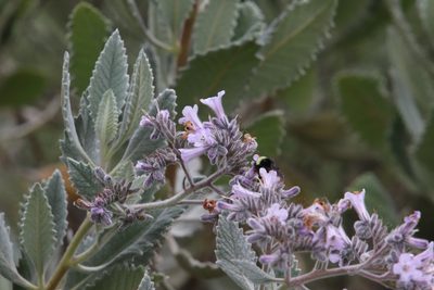 Eriodictyon crassifolium, photographed by Millie Basden