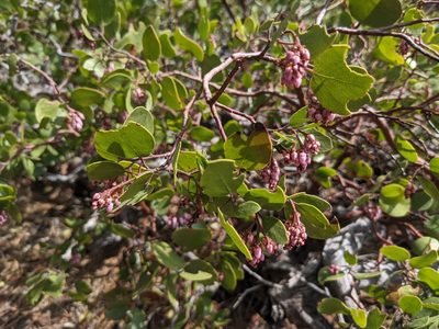 Arctostaphylos patula, photographed by Zoltán Stekkelpak