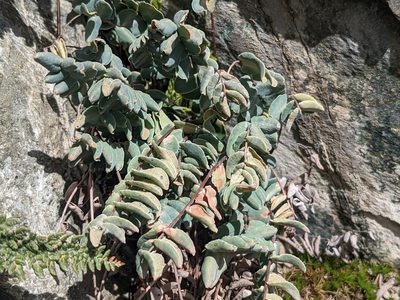 Pellaea bridgesii, photographed by Zoltán Stekkelpak