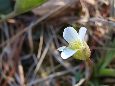Leavenworthia uniflora, photographed by Elias