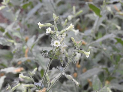 Nicotiana obtusifolia, photographed by Rachel Stringham