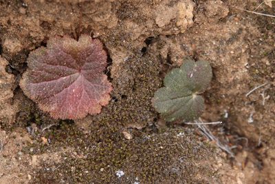 Jepsonia parryi, photographed by Millie Basden