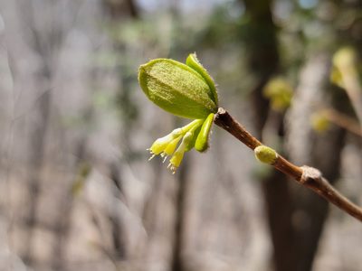 Dirca palustris, photographed by Elias