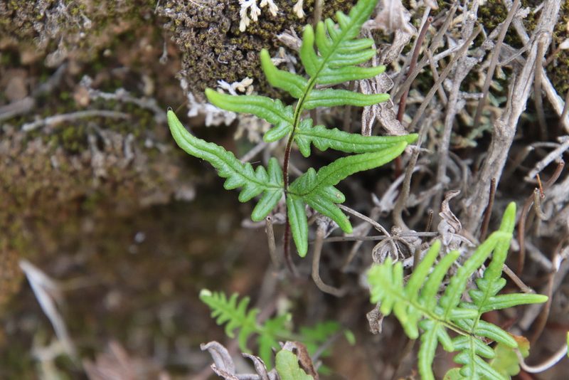 Pentagramma viscosa, photographed by Millie Basden