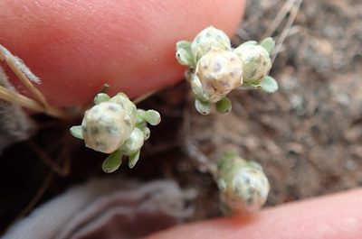 Stylocline gnaphalioides, photographed by Millie Basden