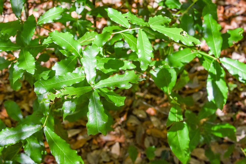 Quercus hemisphaerica, photographed by Jay Pruett