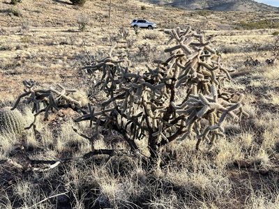 Cylindropuntia imbricata, photographed by CK2AZ