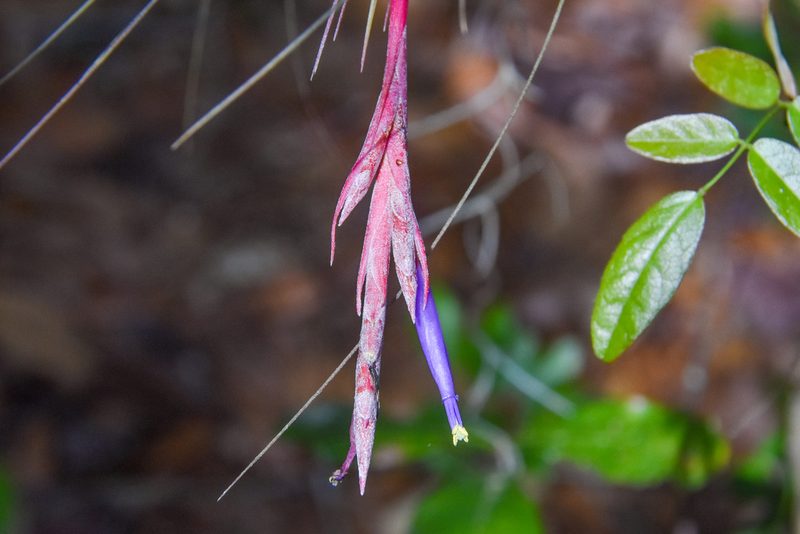 Tillandsia bartramii, photographed by Jay Pruett