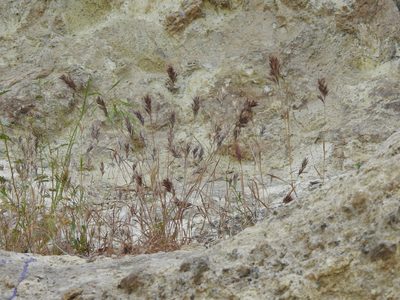 Bromus rubens, photographed by Rachel Stringham