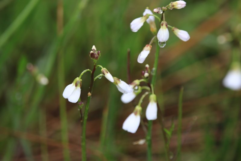 Cardamine penduliflora, photographed by Sean Haight