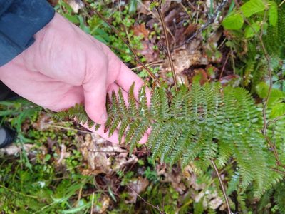 Dryopteris arguta, photographed by Sean Haight