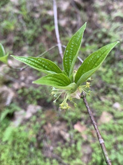 Cornus sessilis, photographed by Ben Hayden
