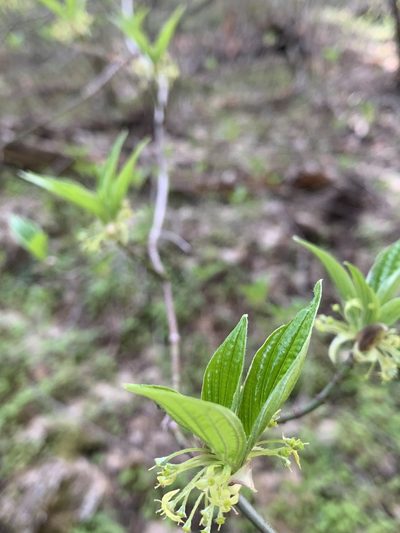 Cornus sessilis, photographed by Ben Hayden