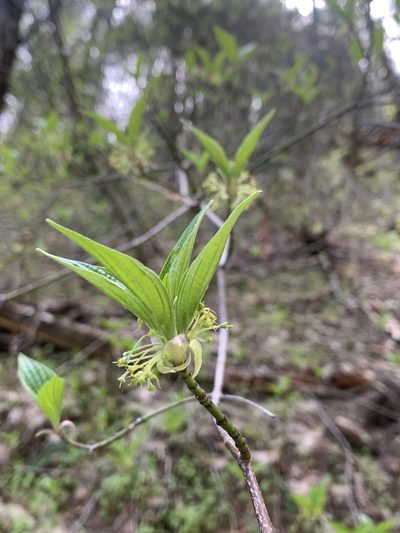 Cornus sessilis, photographed by Ben Hayden