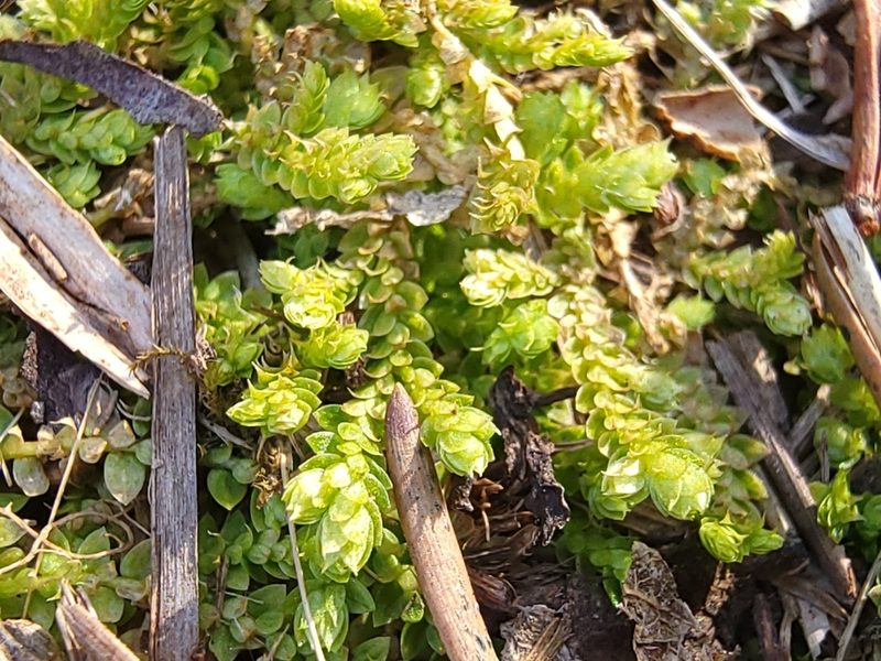 Selaginella eclipes, photographed by Elias