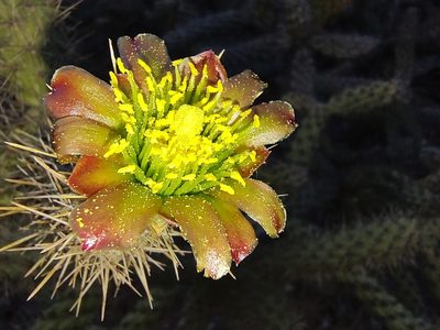 Cylindropuntia alcahes, photographed by Abraham Sánchez Romero