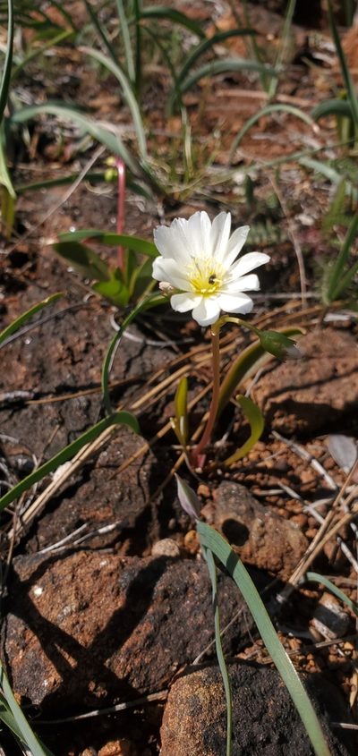 Lewisia oppositifolia, photographed by Asher Budnik