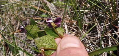 Viola cuneata