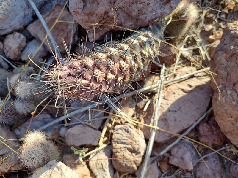 Cochemiea poselgeri, photographed by Abraham Sánchez Romero