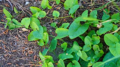 Aristolochia californica, photographed by Michael Warner
