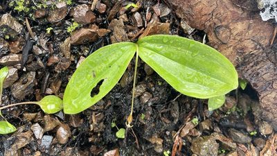 Clintonia uniflora, photographed by Hilary Rose Dawson