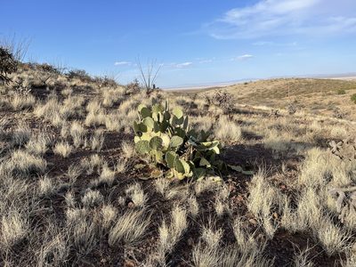Opuntia engelmannii, photographed by CK2AZ