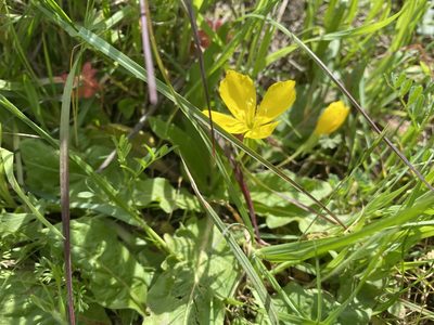 Taraxia ovata, photographed by Ellen C Lovelidge
