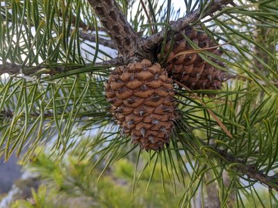 Pinus pungens, photographed by Zac Peterson