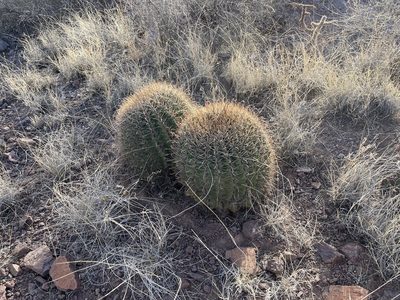 Ferocactus wislizeni, photographed by CK2AZ