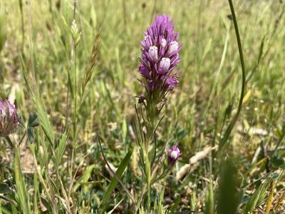 Castilleja densiflora, photographed by Ellen C Lovelidge